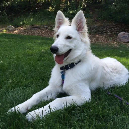 TIMO